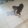 dog, small_dog, tile_floor, shadow, indoor, floor, pet, animal, blurred, furniture, home, canine, standing, shadow_cast, domestic_animal, black_dog, brown_dog, indoor_lighting, low_quality, blurry