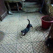 Pilou participe au concours pour gagner de l'argent avec cette photo : animal, black_dog, broom, concrete_bench, dog, door, floor_pattern, garden, home, outdoor, pet, plant_pot, potted_plants, shadow, shoes, small_dog, step, stretching, tile_floor, yard