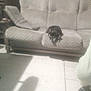 dog, couch, indoor, pet, resting, shadow, floor, tile, furniture, patterned, small_dog, blur, dim_light, living_room, seated, relaxed, person_partial, home, cozy, domestic
