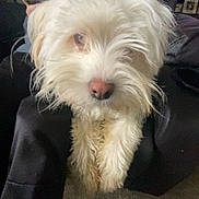 Ollie is registered to the contest to win money with this photo: background, blurred_background, candid, carpet, casual, child, close_up, curious, dog, face, fluffy, fur, indoor, living_room, nose, person, pet, phone, seated, white_dog