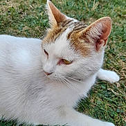 Biscotte participe au concours pour gagner de l'argent avec cette photo : cat, white_cat, brown_patch, grass, outdoor, animal, pet, feline, relaxed, fur, whiskers, ear, paw, nature, close_up, resting, mammal, domestic_animal, quiet, calm