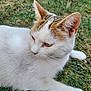 cat, white_cat, brown_patch, grass, outdoor, animal, pet, feline, relaxed, fur, whiskers, ear, paw, nature, close_up, resting, mammal, domestic_animal, quiet, calm
