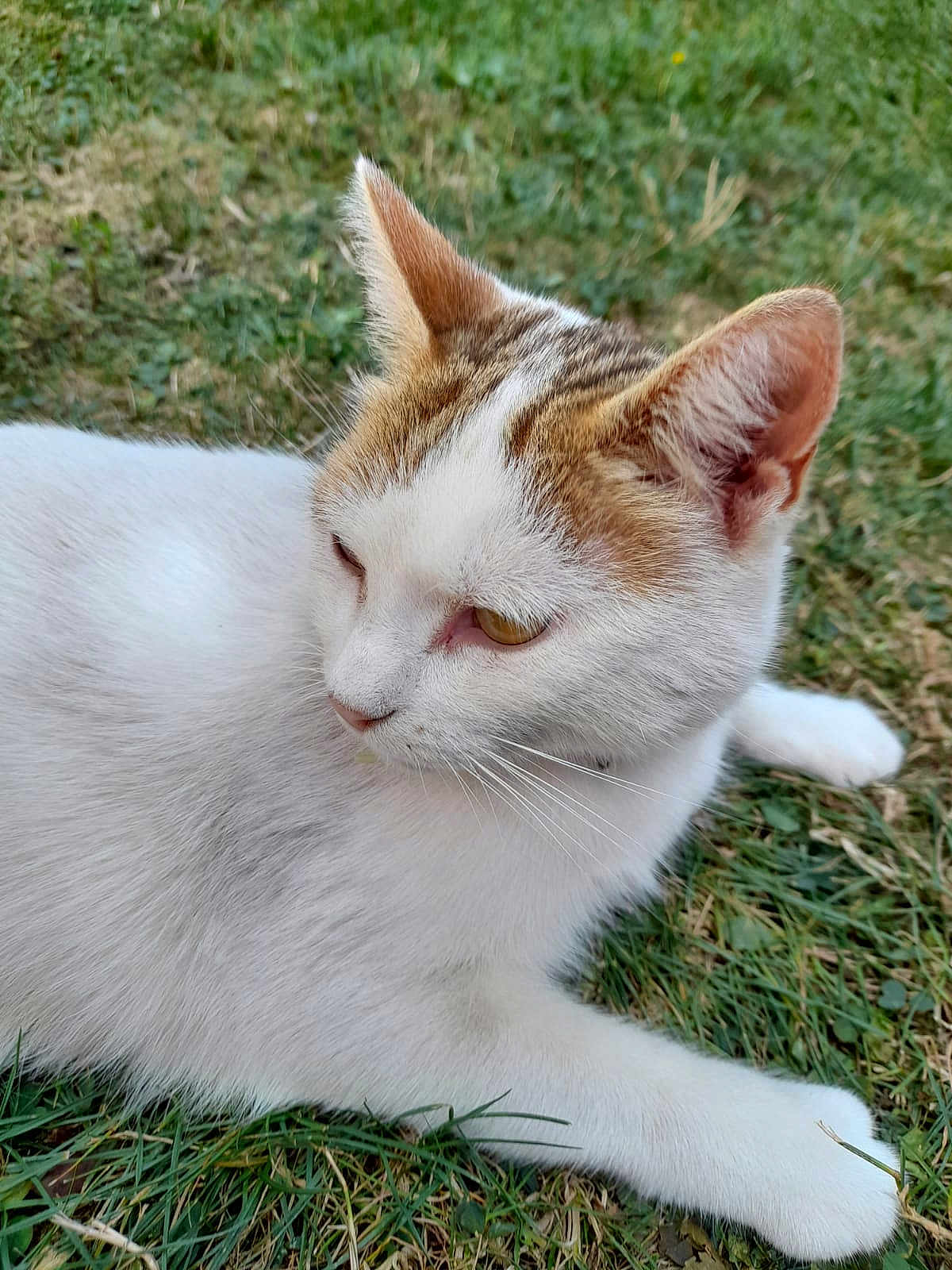 Biscotte participe au concours pour gagner de l'argent avec cette photo : cat, white_cat, brown_patch, grass, outdoor, animal, pet, feline, relaxed, fur, whiskers, ear, paw, nature, close_up, resting, mammal, domestic_animal, quiet, calm