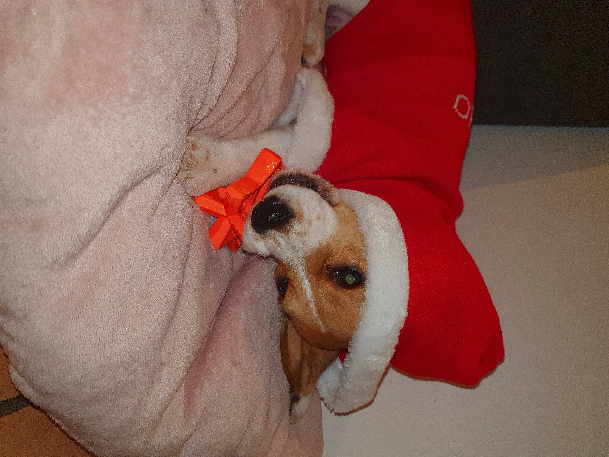 Kaïla a rejoint le concours — aidez-le/la à gagner de superbes lots ! canidae, carnivore, comfort, companion_dog, dog, dog_bed, dog_breed, dog_clothes, dog_supply, fawn, jack_russell_terrier, non_sporting_group, puppy, snout, sporting_group, toy_dog, working_animal