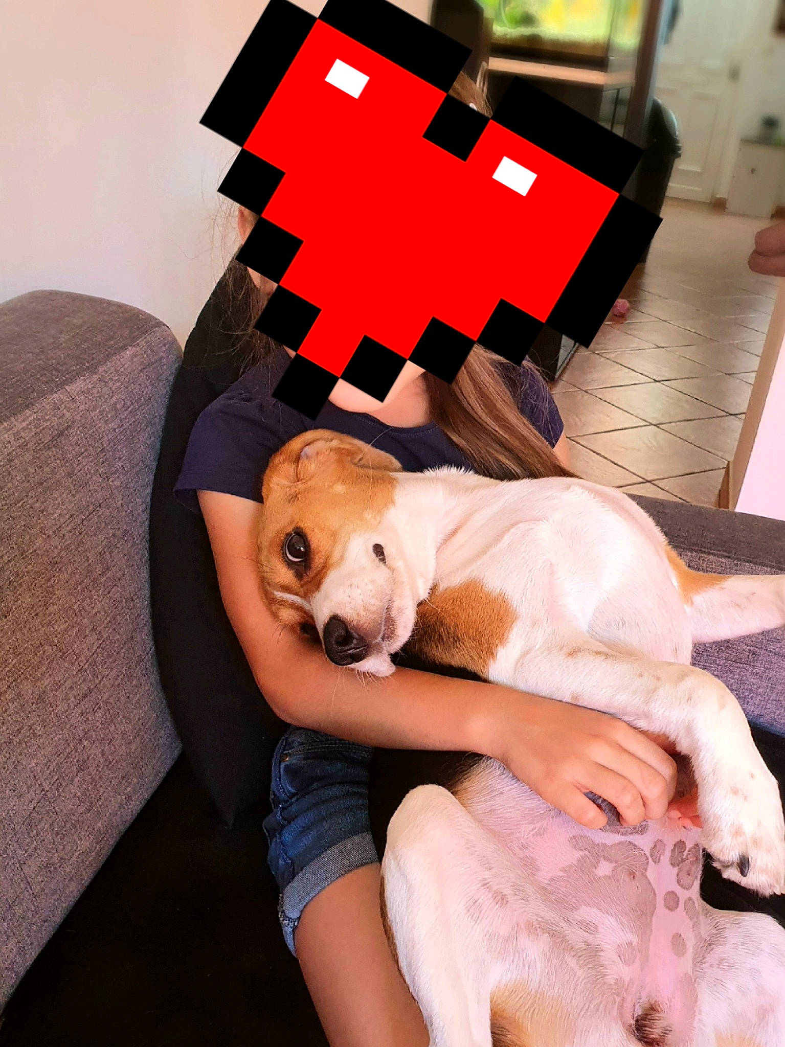 Kaïla a rejoint le concours — aidez-le/la à gagner de superbes lots ! canidae, carnivore, companion_dog, dog, dog_breed, furniture, puppy, puppy_love