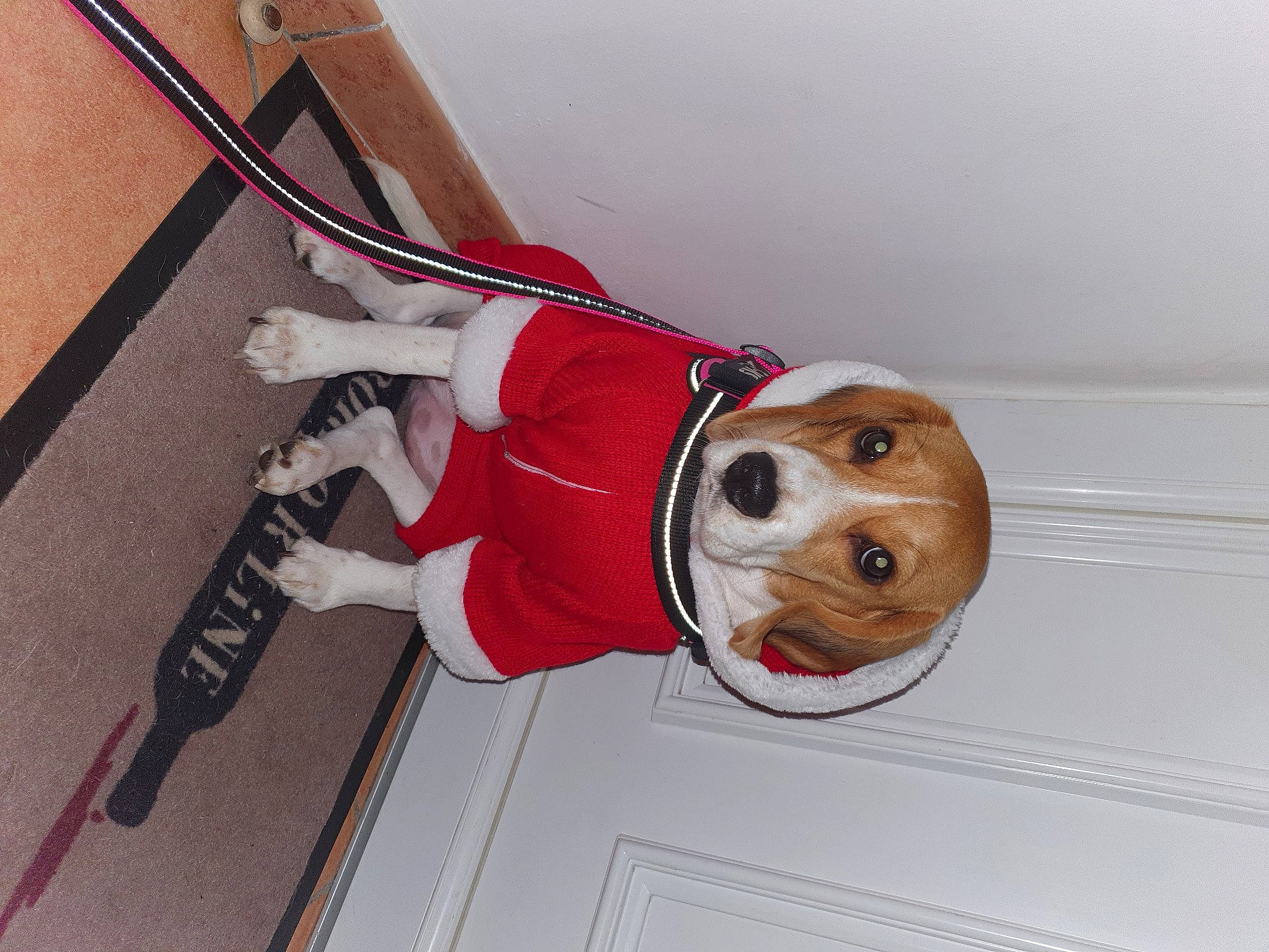 Kaïla participe au concours pour gagner de l'argent avec cette photo : canidae, carnivore, collar, companion_dog, dog, dog_breed, dog_clothes, dog_collar, dog_supply, fawn, floor, leash, pet_supply, snout, sporting_group, tan, vertebrate, walking_shoe, working_animal, working_dog