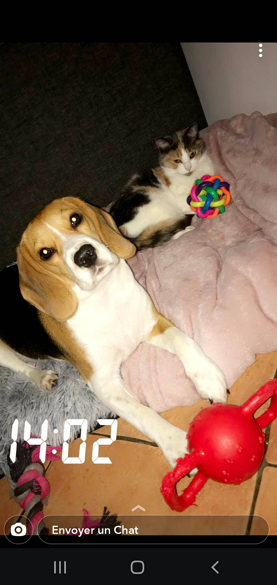 Kaïla a rejoint le concours — aidez-le/la à gagner de superbes lots ! canidae, carnivore, cat, companion_dog, dog, dog_breed, dog_supply, fawn, felidae, fur, mammal, pet_supply, pink, puppy, small_to_medium_sized_cats, snout, terrestrial_animal, vertebrate, whiskers, working_animal