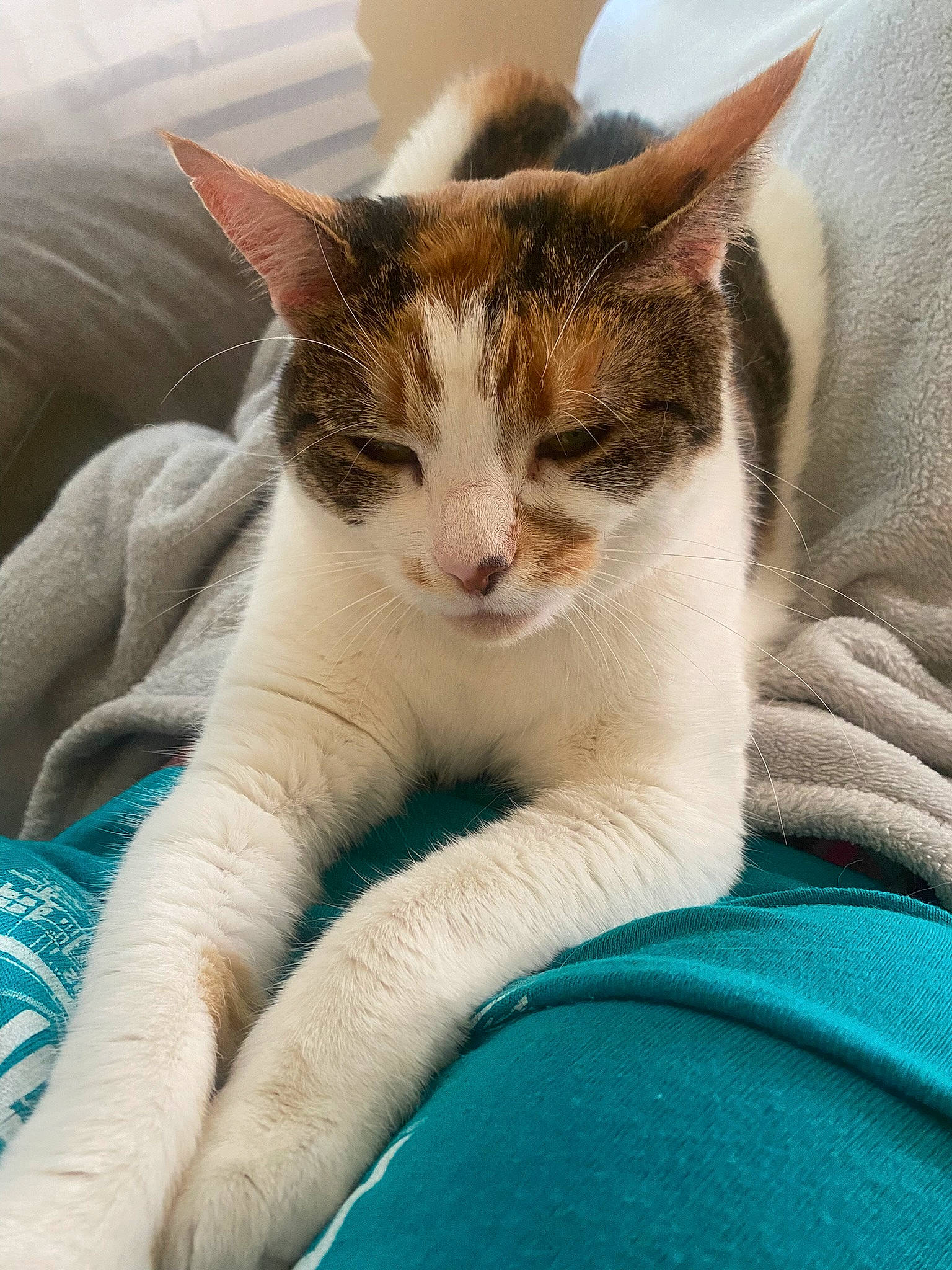 Precious joined the competition — help win amazing prizes! carnivore, cat, cat_supply, claw, comfort, domestic_short_haired_cat, electric_blue, eye, felidae, fur, grass, nap, paw, sitting, small_to_medium_sized_cats, snout, tail, terrestrial_animal, whiskers