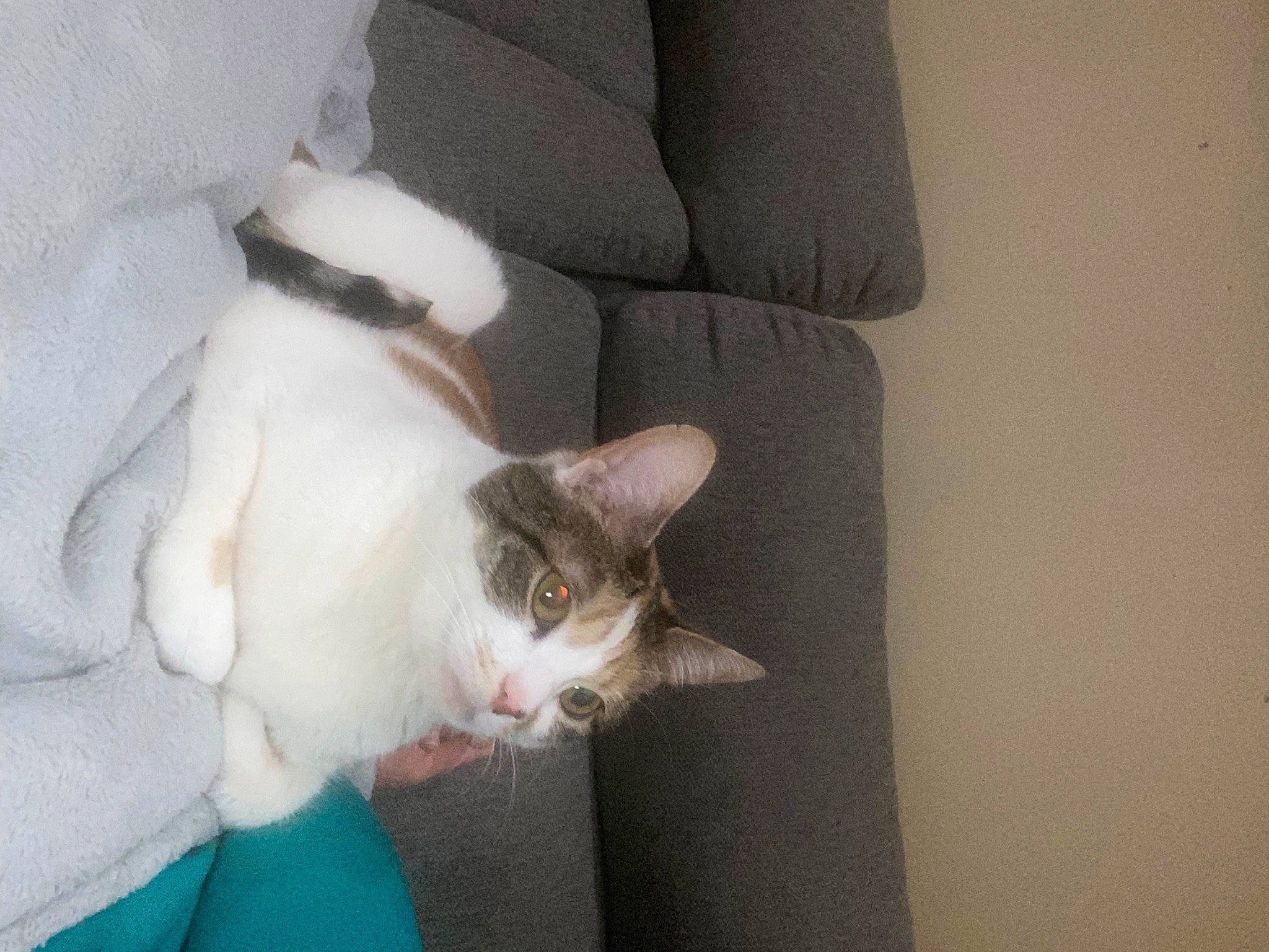 Precious is registered to the contest to win money with this photo: carnivore, cat, chair, comfort, couch, domestic_short_haired_cat, eye, fawn, felidae, fur, grey, paw, plant, small_to_medium_sized_cats, snout, tail, vertebrate, whiskers, wood