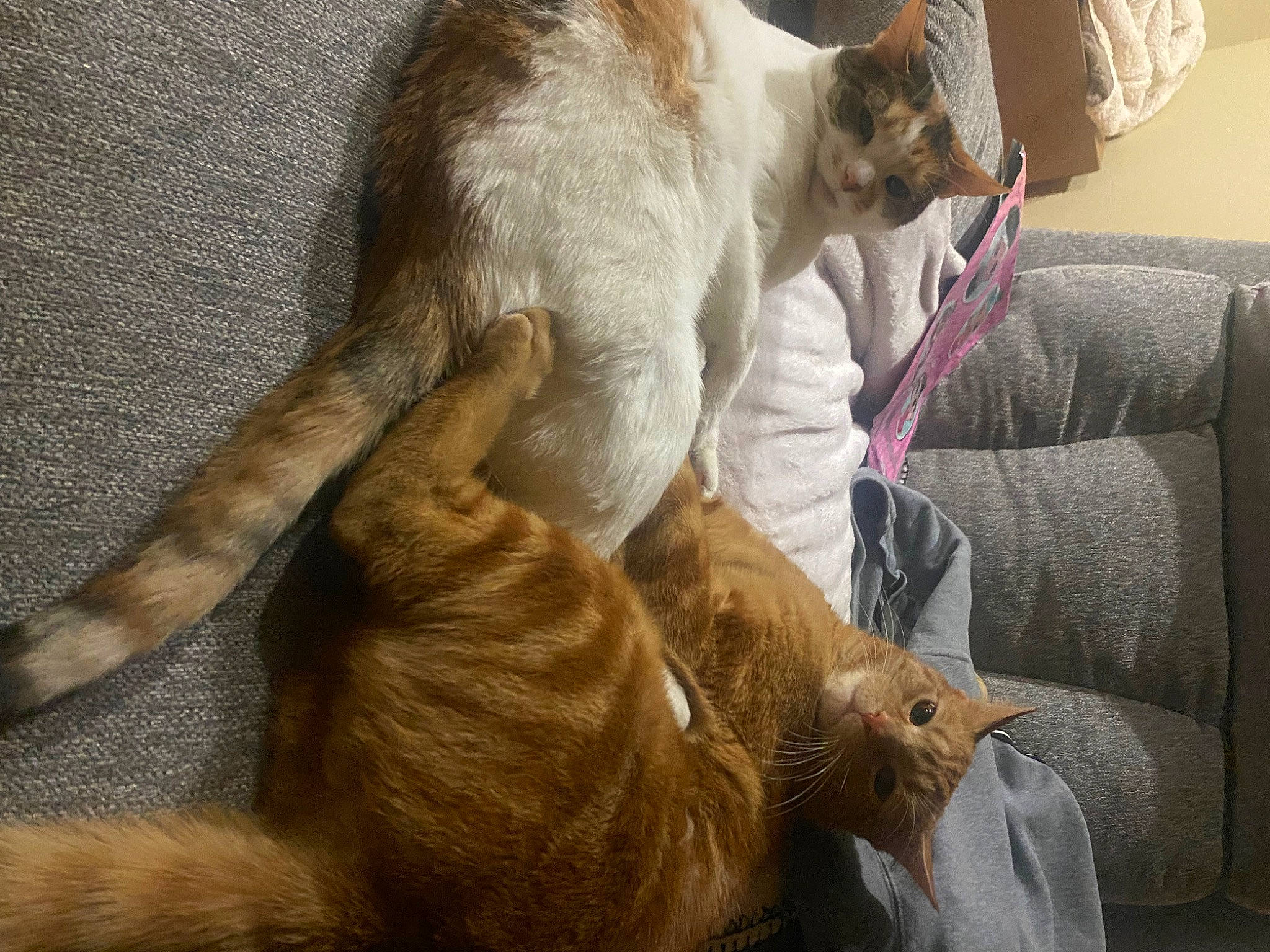 Precious is registered to the contest to win money with this photo: carnivore, cat, claw, comfort, companion_dog, dog_breed, domestic_short_haired_cat, fawn, felidae, fur, paw, siamese, small_to_medium_sized_cats, snout, tail, terrestrial_animal, thai, whiskers