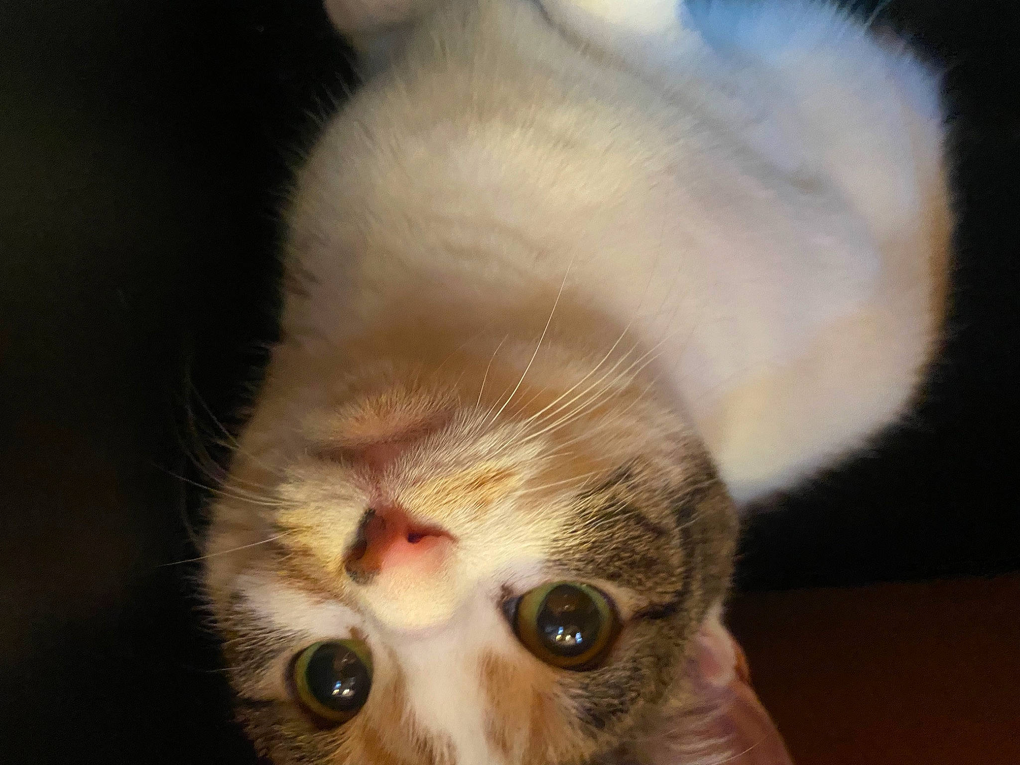 Precious joined the competition — help win amazing prizes! carnivore, cat, claw, comfort, domestic_short_haired_cat, ear, eye, eyelash, fawn, felidae, fur, macro_photography, nose, paw, small_to_medium_sized_cats, snout, tail, terrestrial_animal, whiskers