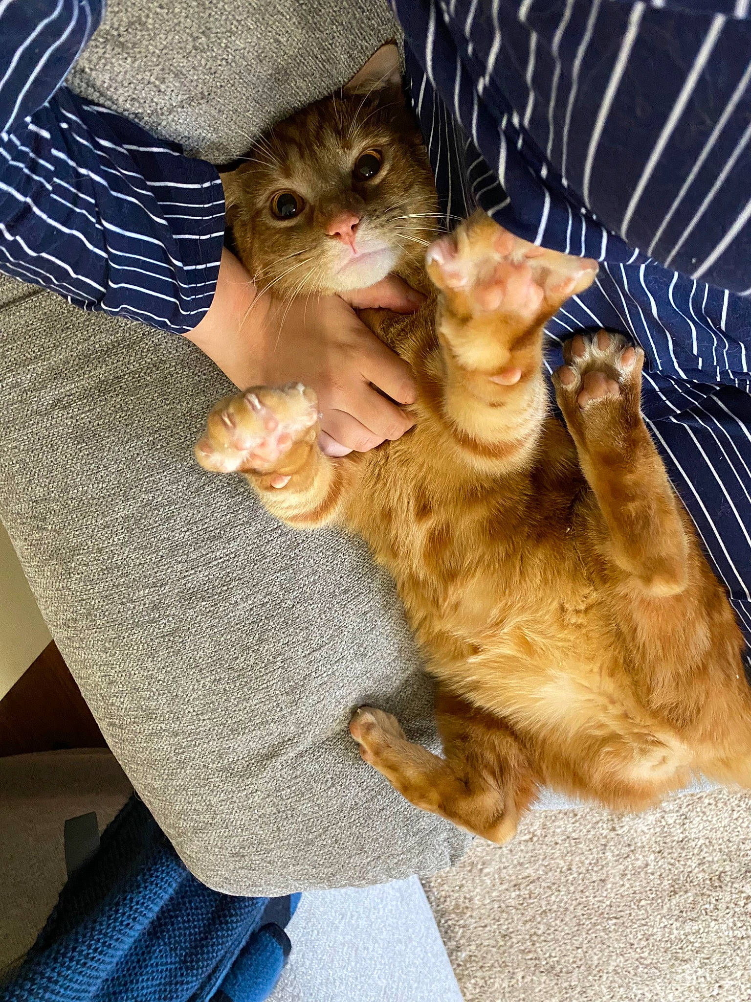 Dwight joined the competition — help win amazing prizes! carnivore, cat, claw, companion_dog, denim, domestic_short_haired_cat, electric_blue, fawn, felidae, foot, fur, gesture, human_leg, lap, nail, paw, small_to_medium_sized_cats, tail, whiskers