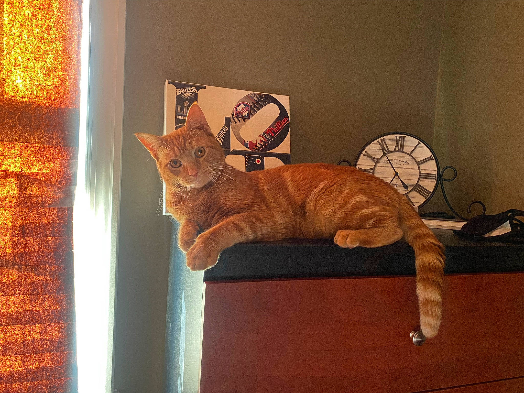 Dwight joined the competition — help win amazing prizes! art, carnivore, cat, chair, domestic_short_haired_cat, fawn, felidae, flooring, fur, hardwood, house, orange, room, small_to_medium_sized_cats, table, tail, whiskers, window, window_treatment, wood