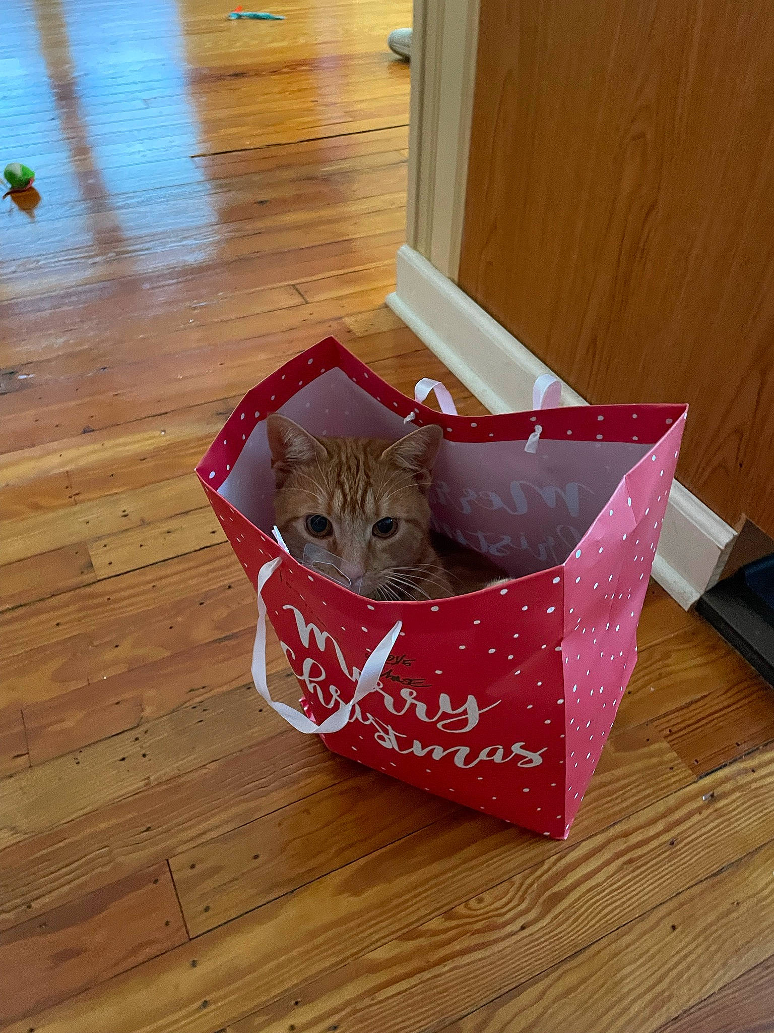 Dwight is registered to the contest to win money with this photo: box, carnivore, cat, cat_food, domestic_short_haired_cat, fawn, felidae, floor, flooring, fur, hardwood, laminate_flooring, plank, small_to_medium_sized_cats, tail, varnish, whiskers, wood, wood_flooring, wood_stain