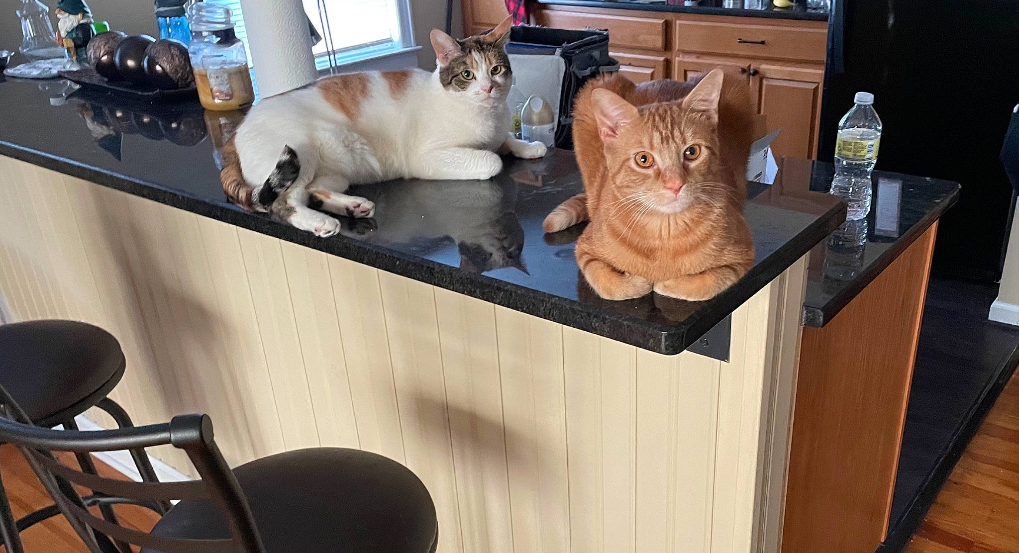 Dwight is registered to the contest to win money with this photo: bottle, cabinetry, carnivore, cat, cat_supply, chair, domestic_short_haired_cat, drawer, fawn, felidae, fur, hardwood, paw, room, small_to_medium_sized_cats, table, tail, thai, whiskers, wood