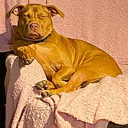 Sky joined the competition — help win amazing prizes! dog, couch, blanket, relaxed, sunlight, indoor, pet, canine, brown_dog, furniture, cozy, resting, domestic_animal, calm, sleepy, comfort, living_room, paw, ears, collar