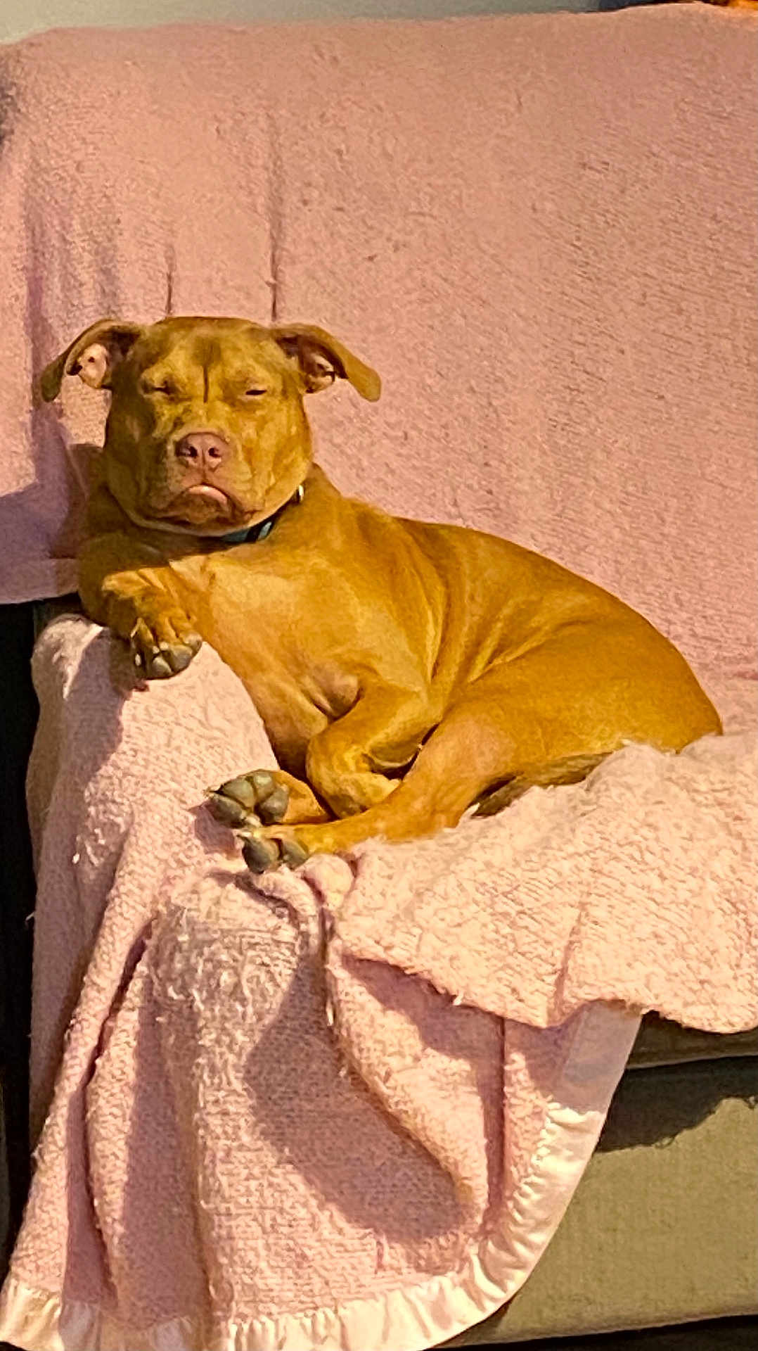 Sky joined the competition — help win amazing prizes! dog, couch, blanket, relaxed, sunlight, indoor, pet, canine, brown_dog, furniture, cozy, resting, domestic_animal, calm, sleepy, comfort, living_room, paw, ears, collar