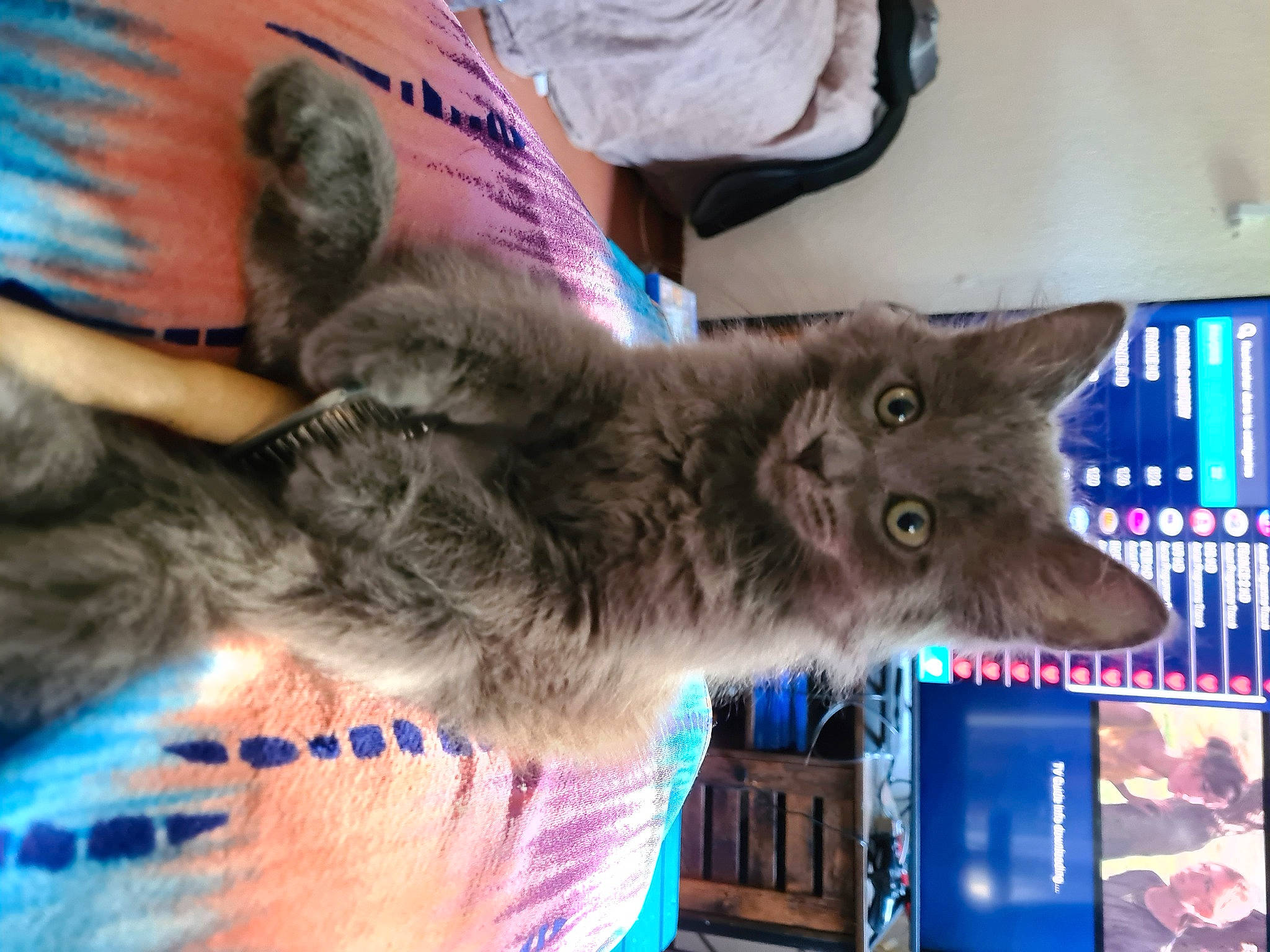 Muffin participe au concours pour gagner de l'argent avec cette photo : canidae, carnivore, cat, chartreux, claw, dog_breed, domestic_short_haired_cat, electric_blue, felidae, fur, lynx, paw, russian_blue, small_to_medium_sized_cats, snout, tail, terrestrial_animal, whiskers