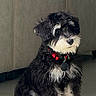 dog, puppy, black_and_white, scruffy_fur, sitting, pet, collar, red_collar, dog_tag, indoors, portrait, close_up, fluffy, white_muzzle, white_chest, brown_eyes, alert, cute, tile_floor, wood_paneling