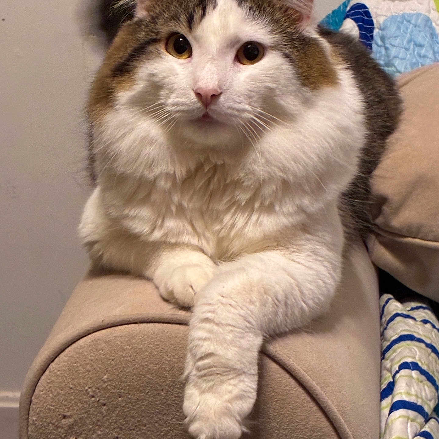 Keanu is registered to the contest to win money with this photo: cat, feline, fluffy, long_hair, tabby, white_fur, brown_fur, pet, animal, portrait, close_up, sitting, lying_down, front_paws, whiskers, ears, eyes, armchair, blanket, indoors