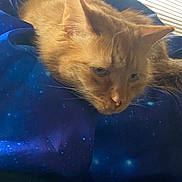 Goose is registered to the contest to win money with this photo: abyssinian, angora, animal, blanket, cat, couch, curtain, cushion, furniture, homedecor, indoors, interiordesign, kitten, manx, person, pet, purple, quilt, siamese, sleeping
