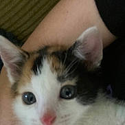 Bella joined the competition — help win amazing prizes! calico_kitten, cat, close_up, blue_eyes, pink_nose, feline, pet, animal, cute, curious, fur, whiskers, ears, face, person_arm, resting, indoor, companion, young_cat, domestic_cat