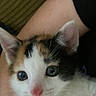 calico_kitten, cat, close_up, blue_eyes, pink_nose, feline, pet, animal, cute, curious, fur, whiskers, ears, face, person_arm, resting, indoor, companion, young_cat, domestic_cat