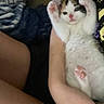 kitten, cat, paw, fur, person, arm, blanket, pillow, indoor, resting, cute, pet, animal, feline, soft, pink_paw, claws, lying_down, comfort, relaxing