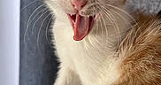 Bella joined the competition — help win amazing prizes! kitten, calico, cat, tongue, whiskers, fur, pet, cute, animal, close_up, face, playful, young, indoor, paw, expression, adorable, mammal, feline, portrait