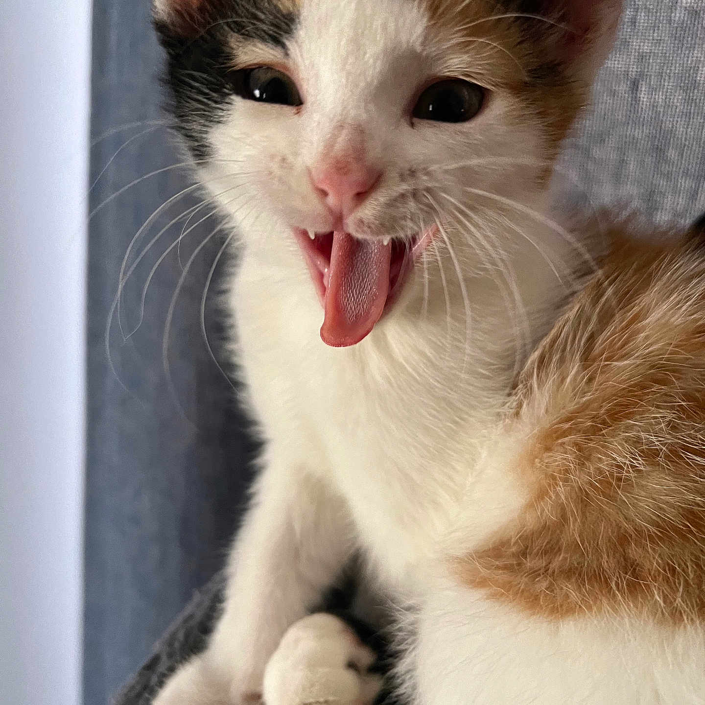 Bella