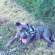 Stitch a rejoint le concours — aidez-le/la à gagner de superbes lots ! dog, gray_dog, outdoor, grass, dry_hay, harness, julius_k9, tongue_out, pet, canine, nature, summer, resting, animal, fur, leafy_plants, ground, sunlight, happy, lying_down