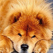 Maiko participe au concours pour gagner de l'argent avec cette photo : dog, chow_chow, fluffy, paws, sleepy, resting, fur, cute, pet, animal, close_up, portrait, brown_fur, nose, ears, indoor, concrete_floor, background, muzzle, adorable