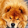 dog, chow_chow, fluffy, paws, sleepy, resting, fur, cute, pet, animal, close_up, portrait, brown_fur, nose, ears, indoor, concrete_floor, background, muzzle, adorable