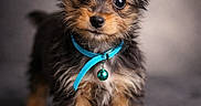 Meeko is registered to the contest to win money with this photo: adorable, animal, blue_collar, companion, cute, dog, domestic_animal, ears, eyes, fluffy, friendly, fur, indoor, pet, portrait, puppy, small_dog, soft_background, standing, young