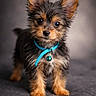 adorable, animal, blue_collar, companion, cute, dog, domestic_animal, ears, eyes, fluffy, friendly, fur, indoor, pet, portrait, puppy, small_dog, soft_background, standing, young