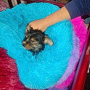 Meeko is registered to the contest to win money with this photo: puppy, dog, small_dog, pet, sleeping, fluffy_pillow, blue_pillow, pink_pillow, purple_pillow, human_hand, arm, bed_frame, indoor, cozy, fur, close_up, resting, cute, blanket, soft_texture