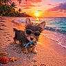Meeko is registered to the contest to win money with this photo: