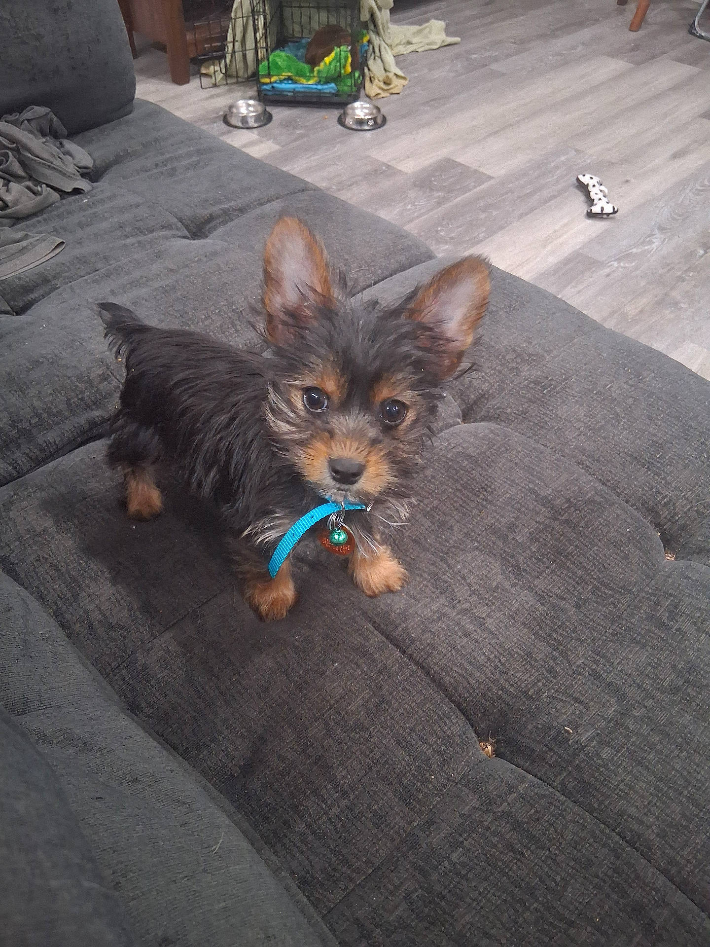 collar, couch, crate, curious, cute, dog, domestic_animal, ears, food_bowl, fur, furniture, hardwood_floor, living_room, looking_at_camera, pet, puppy, sitting, small_dog, tag, toy