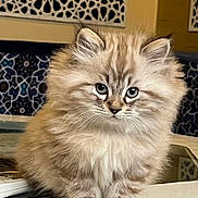 Chino is registered to the contest to win money with this photo: animal, cat, curious, cute, decor, domestic_cat, eyes, feline, fluffy, fur, indoor, kitten, patterned_wall, paws, pet, portrait, sitting, tiles, whiskers, young
