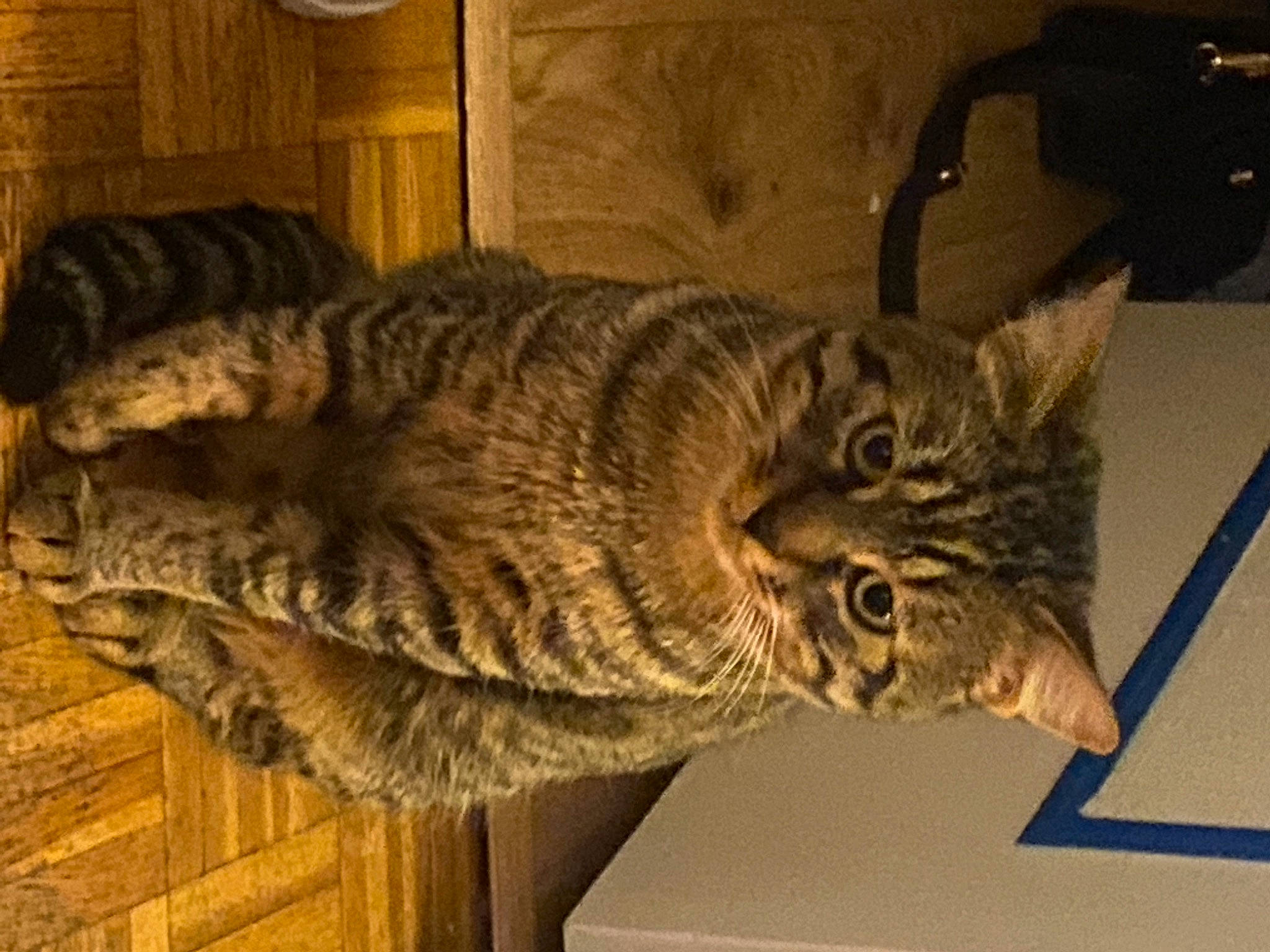 Bouha participe au concours pour gagner de l'argent avec cette photo : carnivore, cat, comfort, domestic_short_haired_cat, felidae, fur, small_to_medium_sized_cats, snout, tail, terrestrial_animal, whiskers, wood