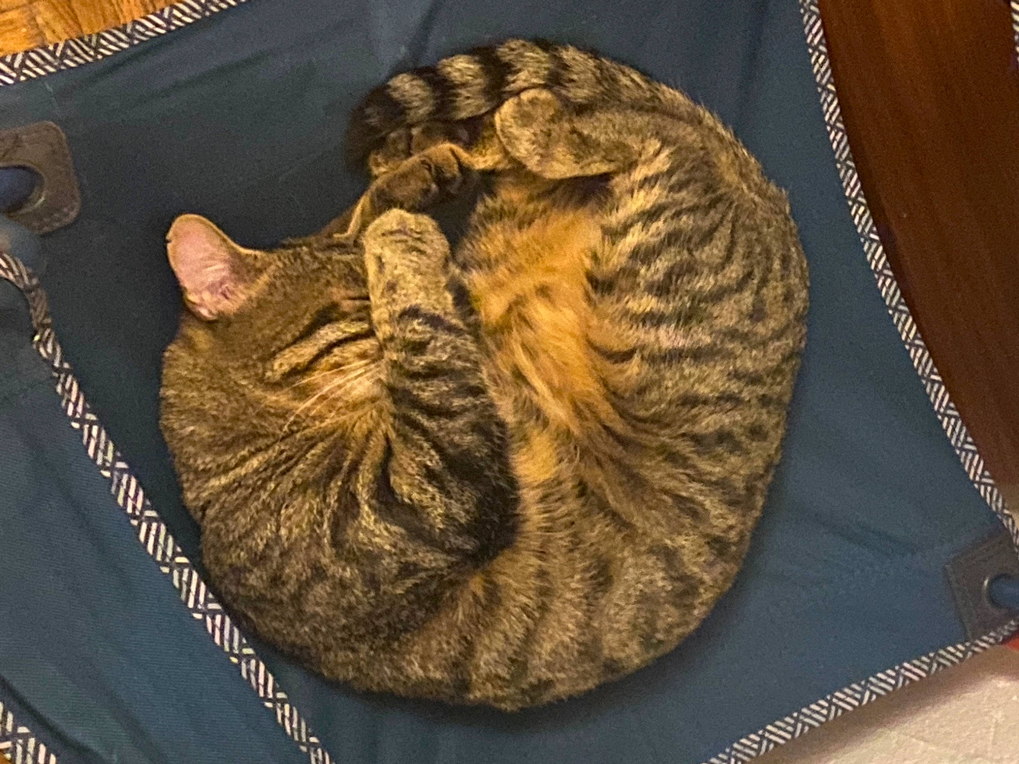 Bouha a rejoint le concours — aidez-le/la à gagner de superbes lots ! carnivore, cat, cat_bed, cat_supply, comfort, domestic_short_haired_cat, felidae, fur, nap, pattern, rectangle, sleep, small_to_medium_sized_cats, snout, tail, terrestrial_animal, whiskers, woolen