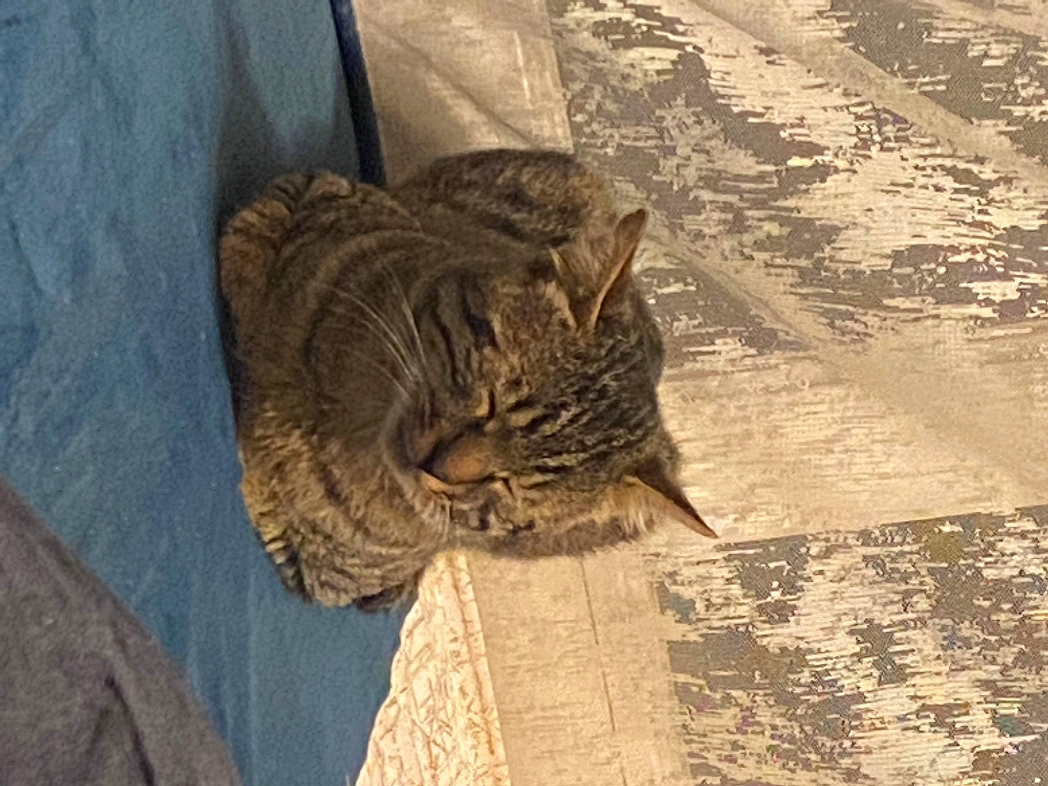 Bouha participe au concours pour gagner de l'argent avec cette photo : carnivore, cat, domestic_short_haired_cat, felidae, flooring, fur, grass, pattern, plant, road_surface, shadow, small_to_medium_sized_cats, snout, tail, terrestrial_animal, tints_and_shades, tree, whiskers, window, wood