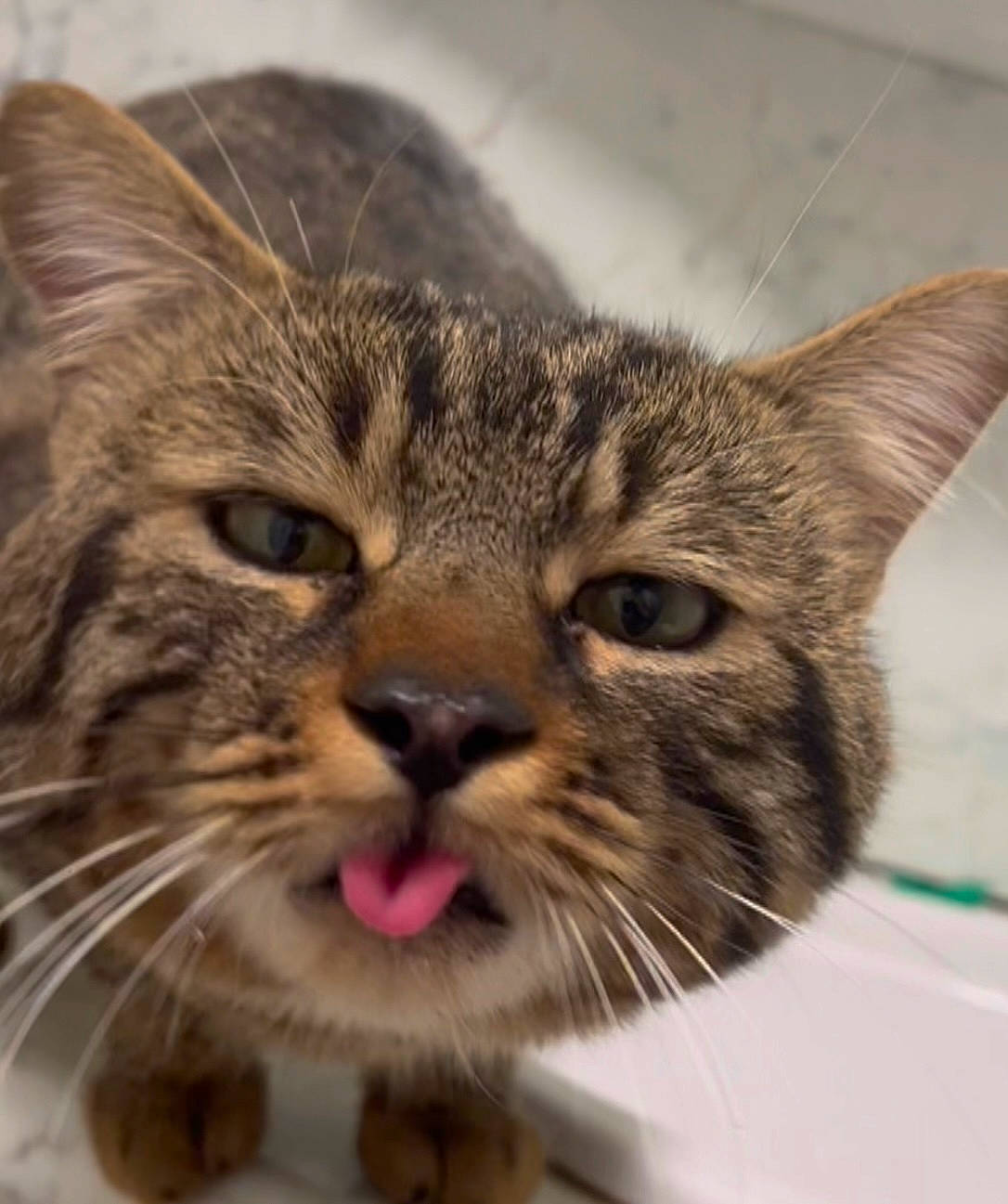 Bouha participe au concours pour gagner de l'argent avec cette photo : carnivore, cat, claw, domestic_short_haired_cat, ear, eye, felidae, fur, hair, head, iris, paw, small_to_medium_sized_cats, snout, terrestrial_animal, whiskers, wildlife