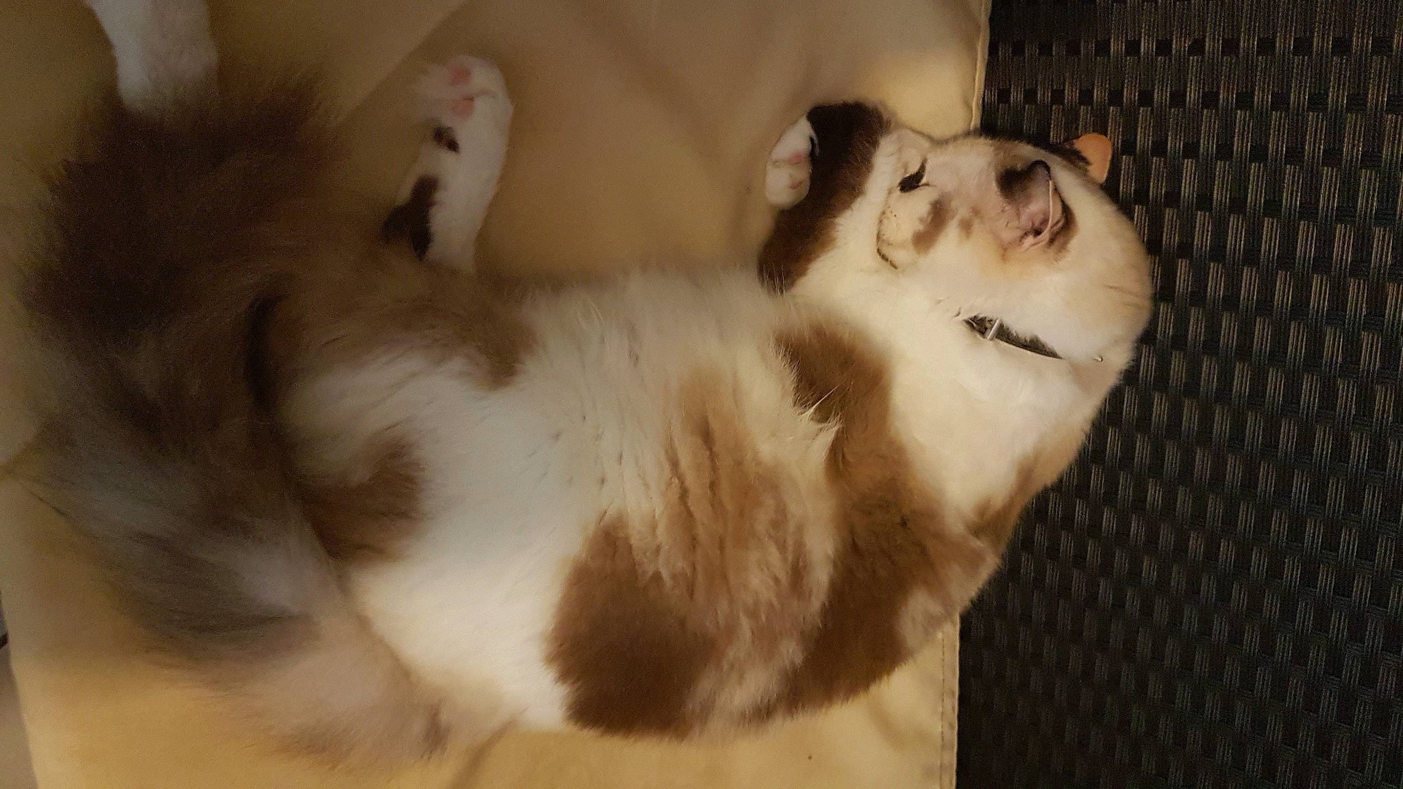 Sheyenne a rejoint le concours — aidez-le/la à gagner de superbes lots ! canidae, carnivore, comfort, companion_dog, dog, dog_breed, ear, eye, eyelash, fawn, felidae, fur, jaw, paw, small_to_medium_sized_cats, snout, sporting_group, tail, whiskers, wood