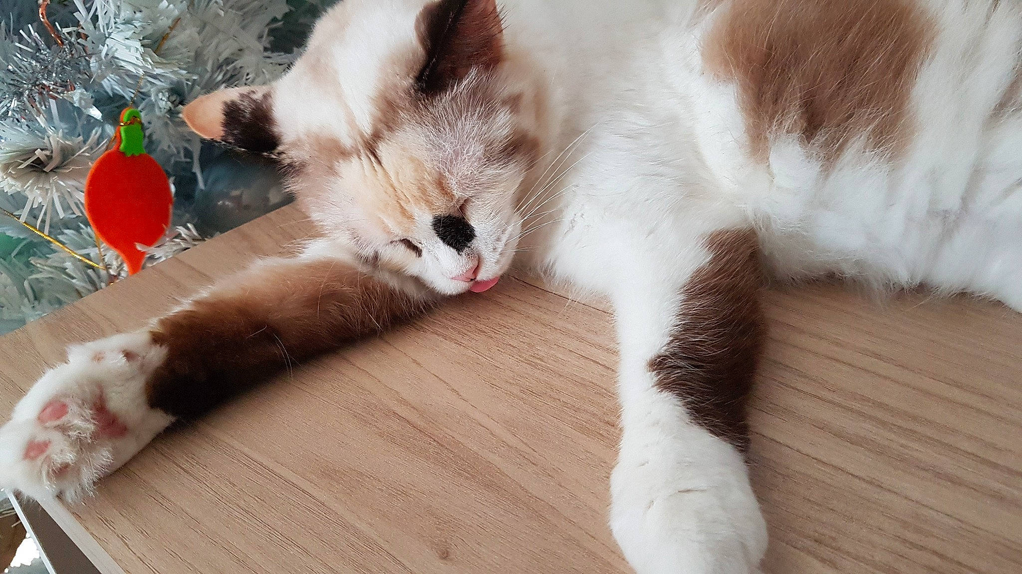 Sheyenne participe au concours pour gagner de l'argent avec cette photo : balinese, carnivore, cat, claw, comfort, domestic_short_haired_cat, fang, fawn, felidae, flooring, fur, hardwood, paw, siamese, small_to_medium_sized_cats, snout, tail, thai, whiskers, wood