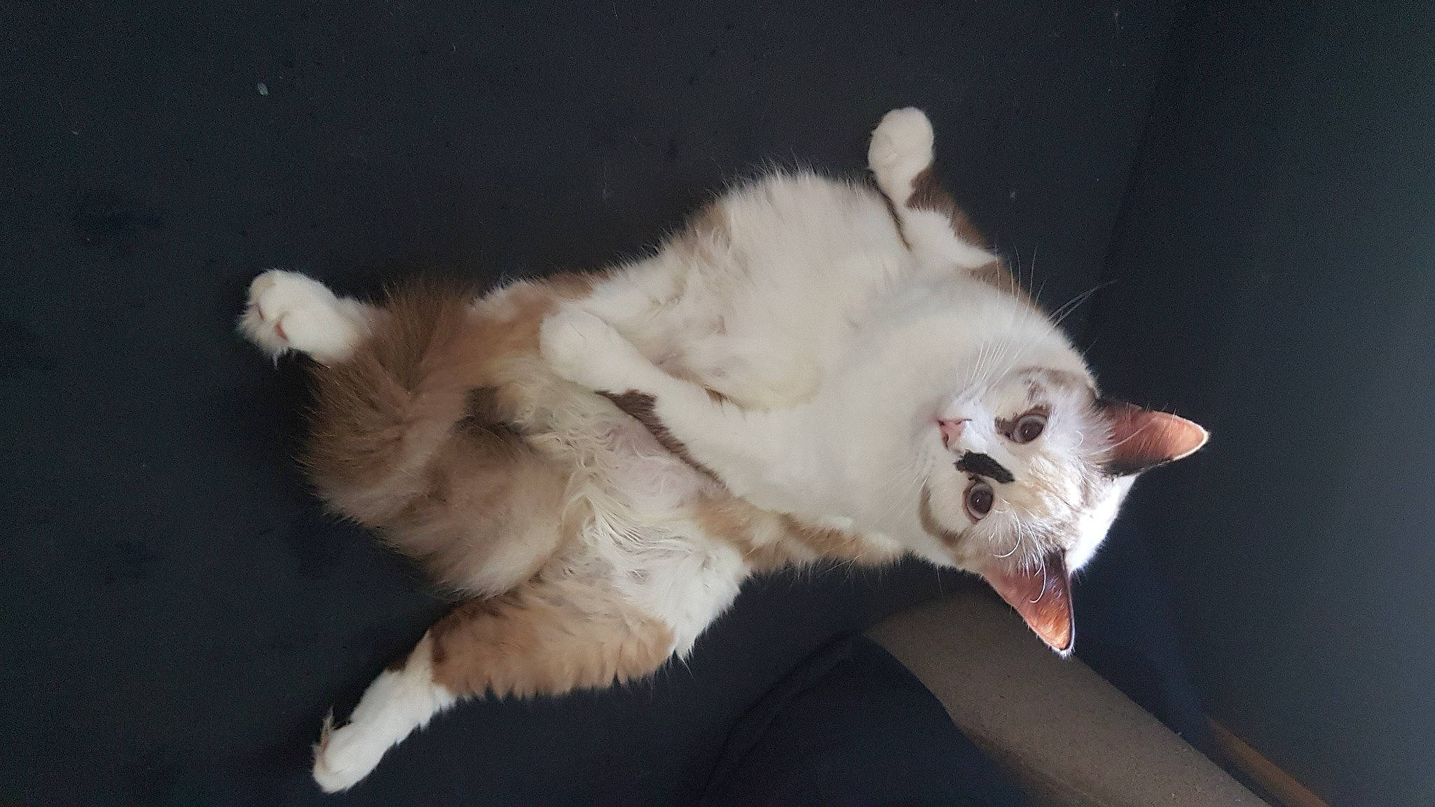 Sheyenne participe au concours pour gagner de l'argent avec cette photo : balinese, carnivore, cat, cat_bed, claw, companion_dog, domestic_short_haired_cat, fang, fawn, felidae, fur, paw, small_to_medium_sized_cats, snout, tail, whiskers