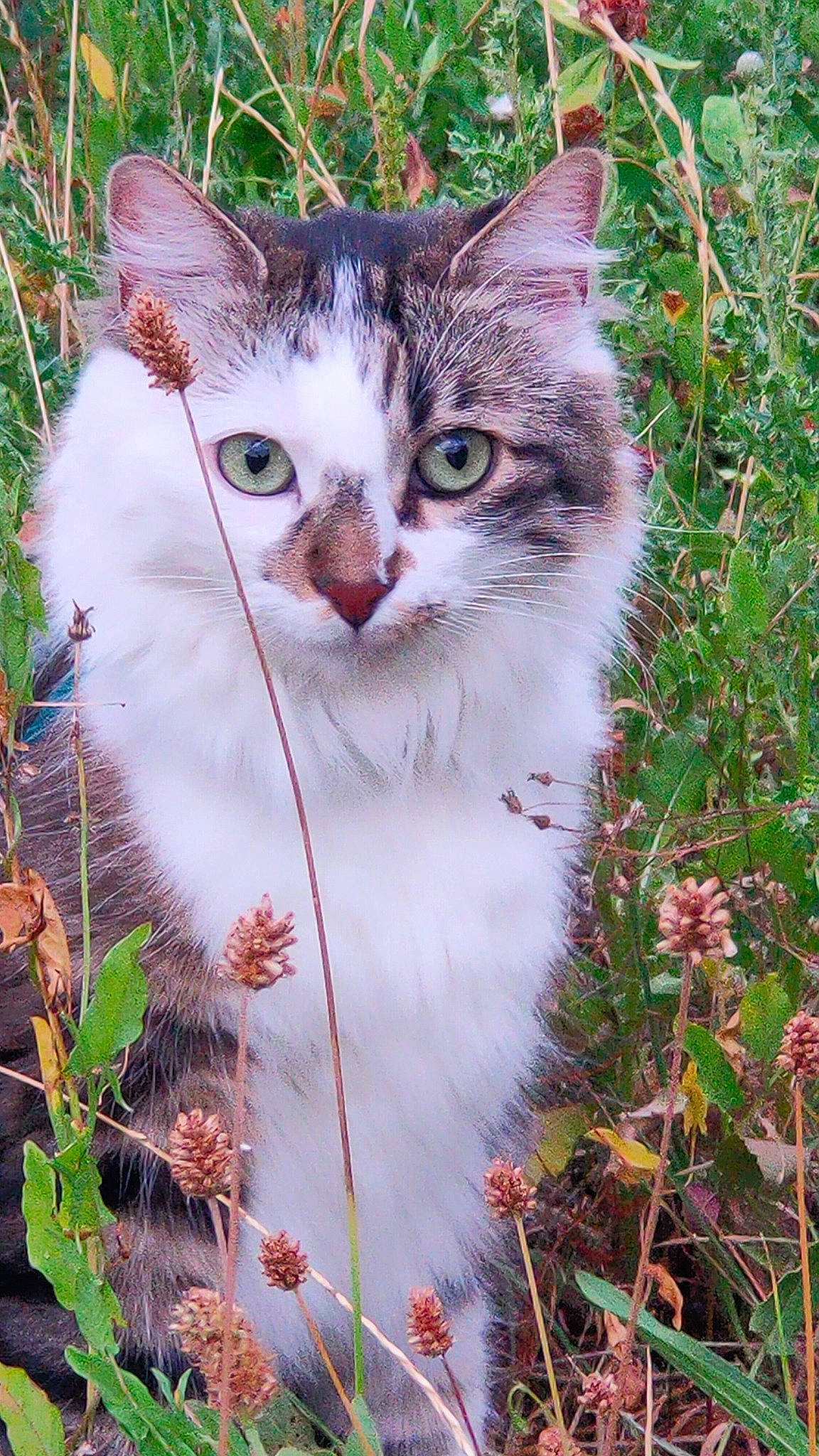 Freyja participe au concours pour gagner de l'argent avec cette photo : botany, carnivore, cat, collar, domestic_short_haired_cat, fawn, felidae, fur, grass, groundcover, iris, natural_landscape, plant, shrub, small_to_medium_sized_cats, snout, tail, tree, whiskers, wildlife
