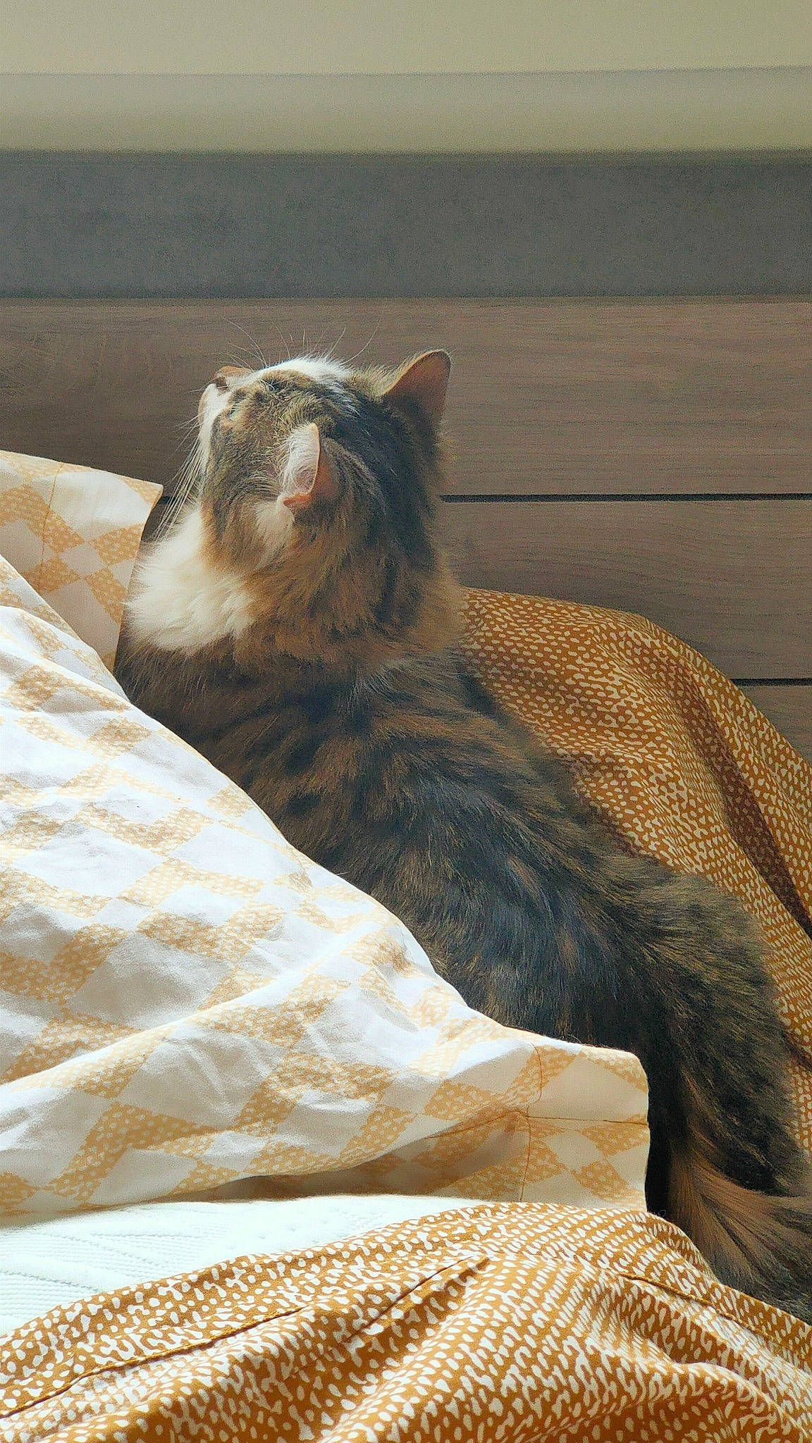 Freyja a rejoint le concours — aidez-le/la à gagner de superbes lots ! bedding, carnivore, cat, comfort, domestic_short_haired_cat, felidae, fur, linens, nap, paw, small_to_medium_sized_cats, snout, tail, terrestrial_animal, whiskers, wildlife, window, wood