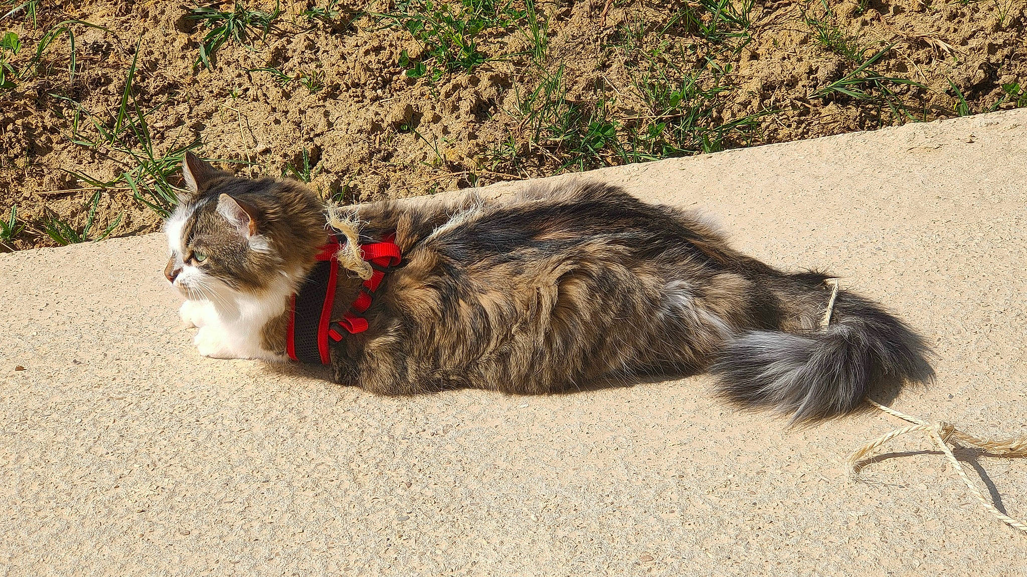 Freyja participe au concours pour gagner de l'argent avec cette photo : canidae, carnivore, cat, claw, collar, dog_breed, domestic_short_haired_cat, felidae, fur, grass, paw, plant, small_to_medium_sized_cats, snout, soil, tail, terrestrial_animal, whiskers, wildlife, yawn