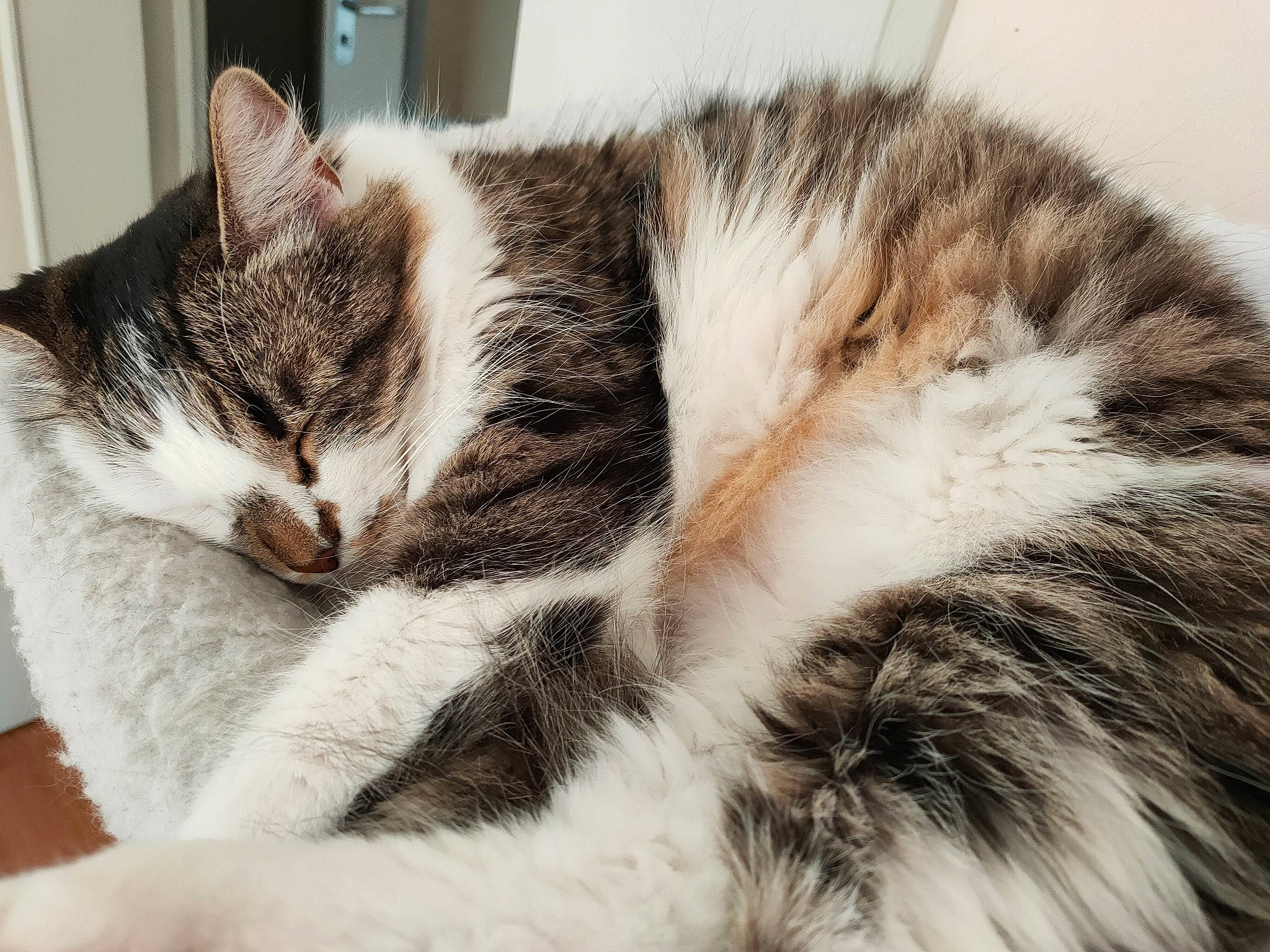 Freyja a rejoint le concours — aidez-le/la à gagner de superbes lots ! carnivore, cat, claw, close_up, comfort, domestic_short_haired_cat, ear, felidae, fur, mammal, nap, paw, sleep, small_to_medium_sized_cats, snout, tail, vertebrate, whiskers